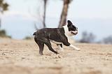 BOSTON TERRIER 401